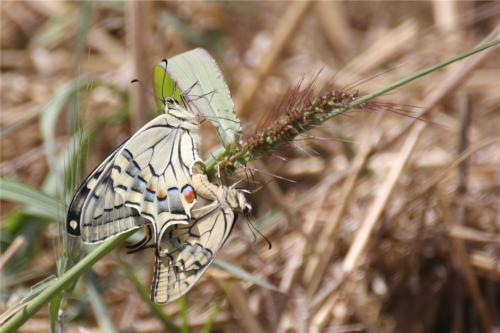 Réf. 310 411 : Papilio machaon